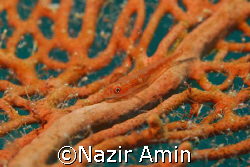 Taken with NIKON D80, Sigma 105mm Macro by Nazir Amin 